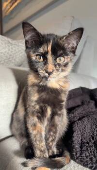 Domestic Short Hair Cats Available for Adoption in O
