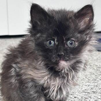 Domestic Medium Hair Cats Available for Adoption in Springfield, Illinois - Mina | PetCurious