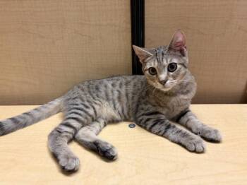 MICHAEL -  Tabby Cat for Adoption in Waldorf, Maryland - MICHAEL | PetCurious