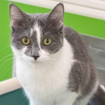 Louise -  Domestic Short Hair Cat for Adoption in Pontiac, Michigan - Louise | PetCurious