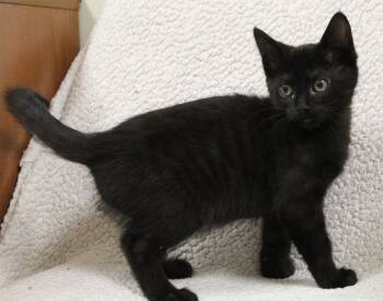 Rescue Domestic Medium Hair Cats for Adoption in Fremont, Ohio - Marisol | PetCurious