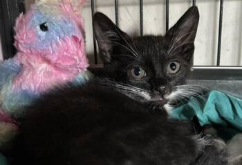 American Wirehair Cats Available for Adoption in Homestead, Florida - Zanzi | PetCurious