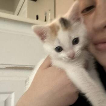Domestic Short Hair Cats Available for Adoption in Austin, Texas - Absolute Diva 7 | PetCurious