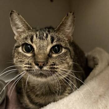 Rescue Domestic Short Hair Cats for Adoption in Dallas, Texas - Mallory | PetCurious