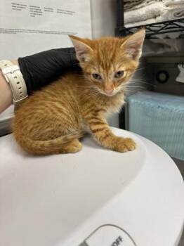 Gummy Bear -  Domestic Short Hair Cat for Adoption in Sevierville, Tennessee - Gummy Bear | PetCurious