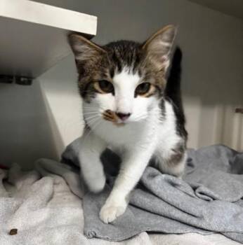 Rescue Domestic Short Hair Cats for Adoption in Hutchinson, Minnesota - Pez | PetCurious