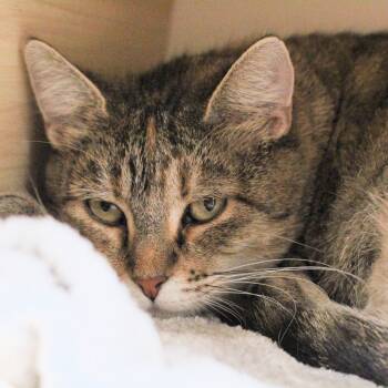 Rescue Domestic Short Hair Cats for Adoption in Waldorf, Maryland - Mama Kitty | PetCurious