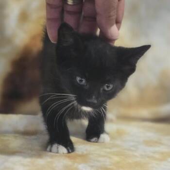 Eclipse -  Domestic Short Hair Cat for Adoption in Gordonsville, Tennessee - Eclipse | PetCurious