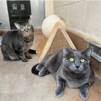 Rescue Domestic Short Hair Cats for Adoption in Los Angeles, California - Bart | PetCurious