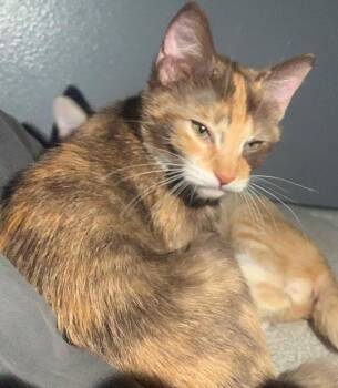 Domestic Short Hair Cats Available for Adoption - S