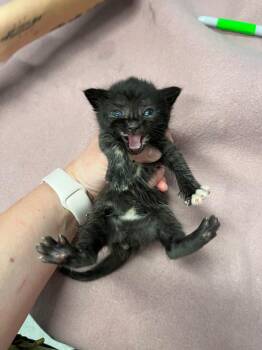 Domestic Short Hair Cats Available for Adoption in Bloomington, Indiana - Megan Meowllally | PetCurious