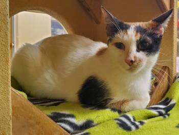 Domestic Short Hair Cats Available for Adoption in Kansas City, Missouri - Michele | PetCurious