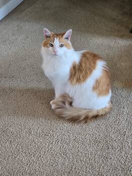 Domestic Long Hair Cats Available for Adoption in Greensboro, North Carolina - Issac | PetCurious