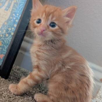 Xark 15 -  Domestic Short Hair Cat for Adoption in Austin, Texas - Xark 15 | PetCurious