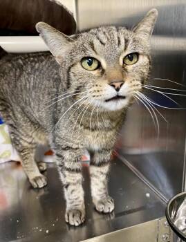 Domestic Short Hair and Tabby Cats Available for Adoption in Fargo, North Dakota - Mercat | PetCurious