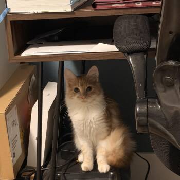 Giselle -  Domestic Long Hair Cat for Adoption in Norco, California - Giselle | PetCurious