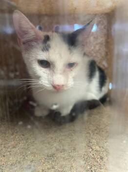 Rescue Domestic Short Hair Cats for Adoption in Stockton, California - JEREMY | PetCurious