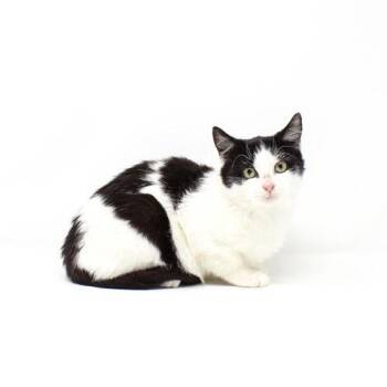 Domestic Short Hair Cats Available for Adoption - Avalee | PetCurious