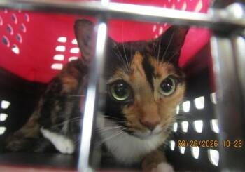 Lilah(661) -  Domestic Short Hair Cat for Adoption in Marietta, Georgia - Lilah(661) | PetCurious
