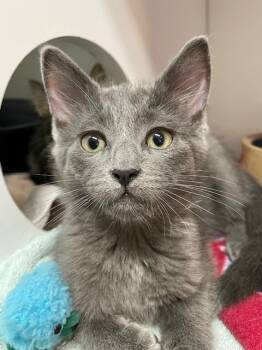 Domestic Short Hair Cats Available for Adoption - Smokey | PetCurious