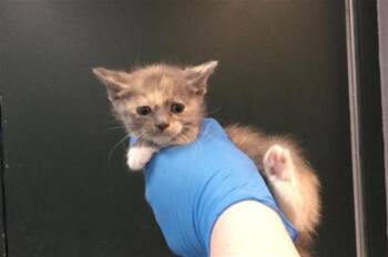 Domestic Short Hair Cats Available for Adoption in Thousand Palms, California - SMORE | PetCurious