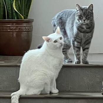 Rescue Domestic Short Hair Cats for Adoption in Santa Fe, New Mexico - Ducky (and Monkey) | PetCurious