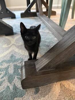 Toya -  Domestic Short Hair Cat for Adoption in Aurora, Colorado - Toya | PetCurious