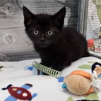 Beetle -  Domestic Short Hair Cat for Adoption in Lynchburg, Virginia - Beetle | PetCurious
