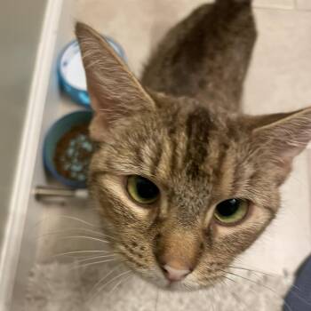 Domestic Short Hair Cats Available for Adoption in Bel Air, Maryland - Miss Kay | PetCurious