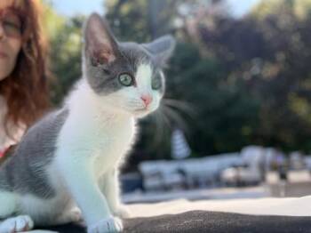 EARL -  Domestic Short Hair Cat for Adoption in Martinez, California - EARL | PetCurious