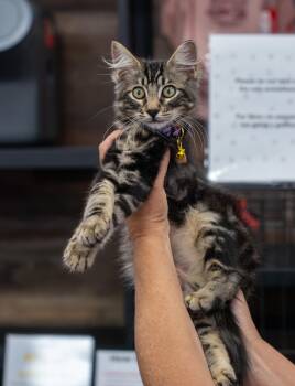 Maverick -  Domestic Medium Hair Cat for Adoption in Elk Grove, California - Maverick | PetCurious
