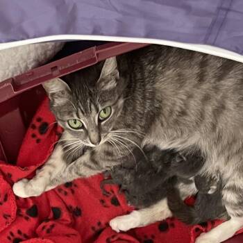 Domestic Short Hair Cats Available for Adoption in Tuscaloosa, Alabama - TUSC-Stray-84133 | PetCurious