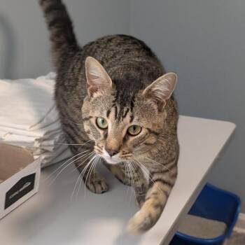 Dr. Pepper -  American Shorthair Cat for Adoption in Freeport, Florida - Dr. Pepper | PetCurious