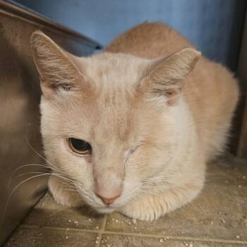 Willie -  Domestic Short Hair Cat for Adoption in Las Vegas, Nevada - Willie | PetCurious