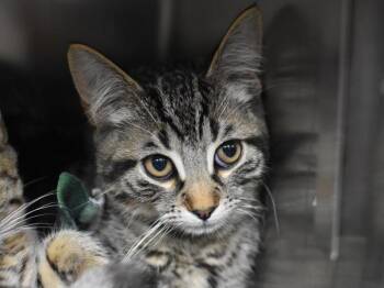 Elk -  Domestic Short Hair Cat for Adoption in Portland, Oregon - Elk | PetCurious