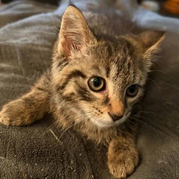 Water Chestnut 56201 -  Domestic Short Hair Cat for Adoption in Eaton Rapids, Michigan - Water Chestnut 56201 | PetCurious