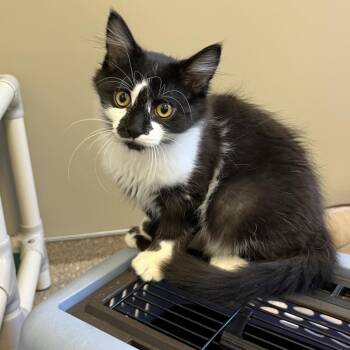 Cow -  Domestic Long Hair Cat for Adoption in Sonoma, California - Cow | PetCurious