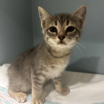 Cassiopeia -  Domestic Short Hair Cat for Adoption in Chattanooga, Tennessee - Cassiopeia | PetCurious