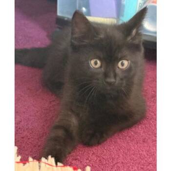 Levi Bleeker- needs a young cat buddy -  Domestic Short Hair Cat for Adoption in Hudson, Massachusetts - Levi Bleeker- Needs A Young Cat Buddy | PetCurious