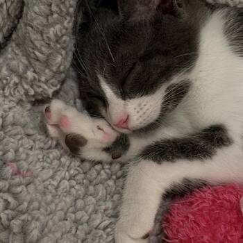 Mochi -  Domestic Short Hair Cat for Adoption in Los Angeles, California - Mochi | PetCurious