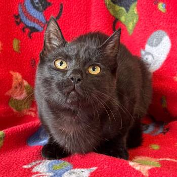 Rescue Domestic Short Hair Cats for Adoption in Mt. Juliet, Tennessee - Laverne | PetCurious