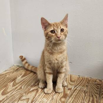 Domestic Short Hair Cats Available for Adoption - Sabastian  | PetCurious