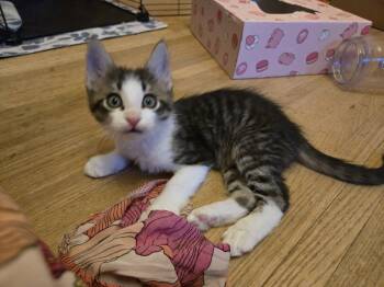 Tabby Cats Available for Adoption in Albuquerque, New Mexico - Victor | PetCurious