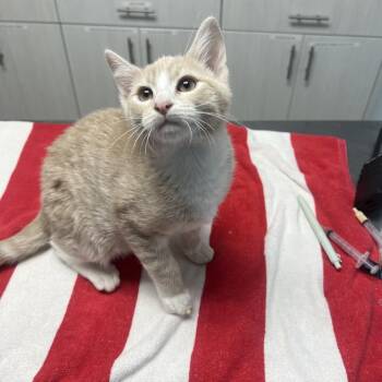 Domestic Short Hair Cats Available for Adoption - Snowbell | PetCurious
