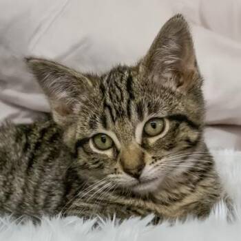 Gaul -  Domestic Short Hair Cat for Adoption in Camano, Washington - Gaul | PetCurious