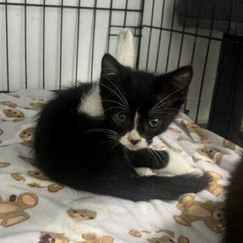 Tabasco -  Tuxedo and Domestic Short Hair Cat for Adoption in Paulina, Louisiana - Tabasco | PetCurious