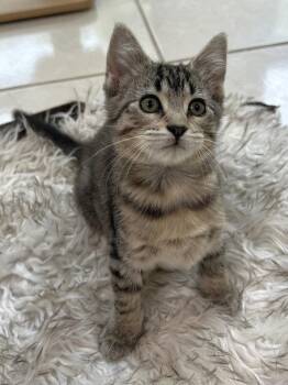 Robin -  Domestic Short Hair Cat for Adoption in Lenexa, Kansas - Robin | PetCurious