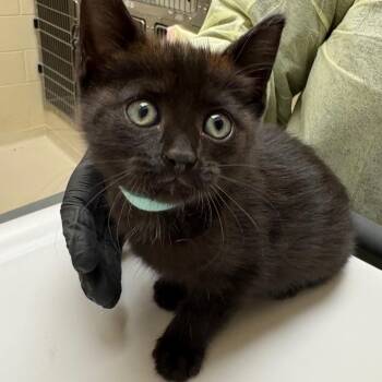 Sheepstealer (teal blue) -  Domestic Short Hair Cat for Adoption in Winston-salem, North Carolina - Sheepstealer (teal Blue) | PetCurious