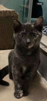 Rescue Domestic Short Hair Cats for Adoption in Chandler, Arizona - Yuki (bonded To Kyo) | PetCurious