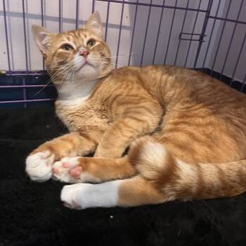 Dablio -  Domestic Short Hair Cat for Adoption in Salisbury, Massachusetts - Dablio | PetCurious